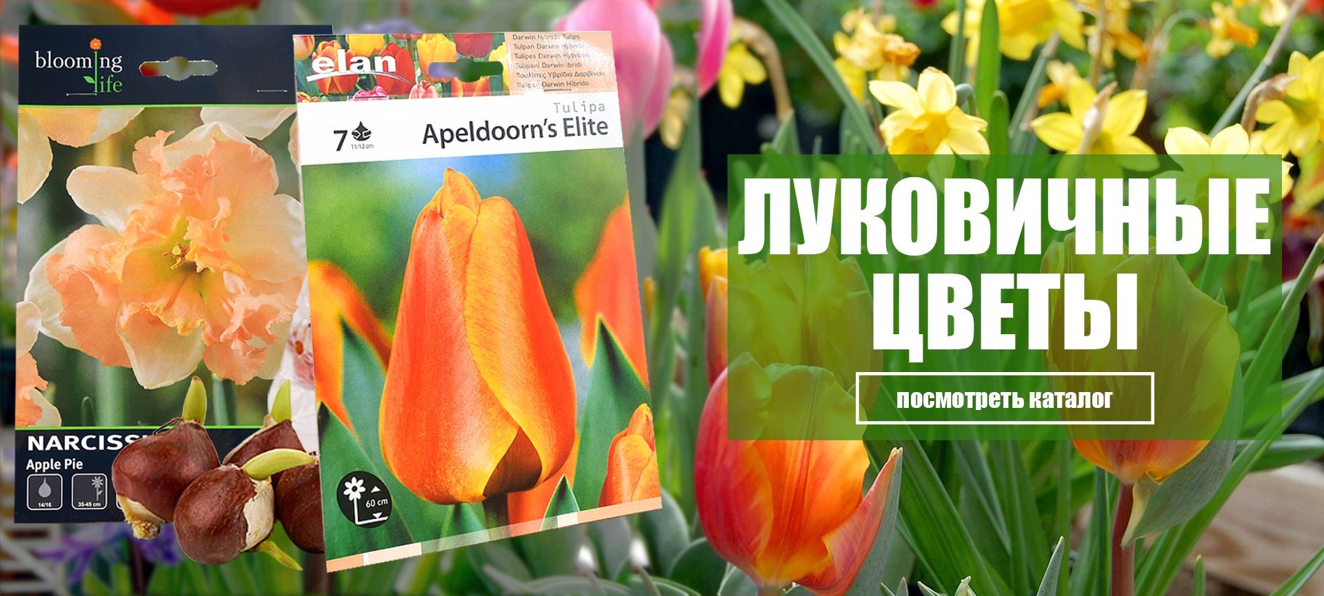Луковичные цветы в Пензе