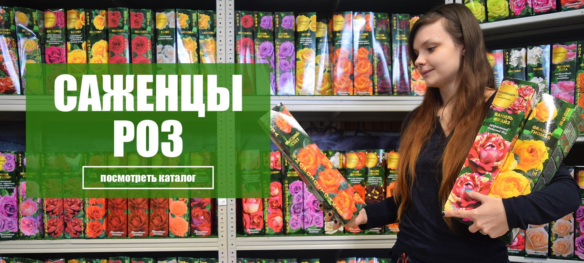 Саженцы роз