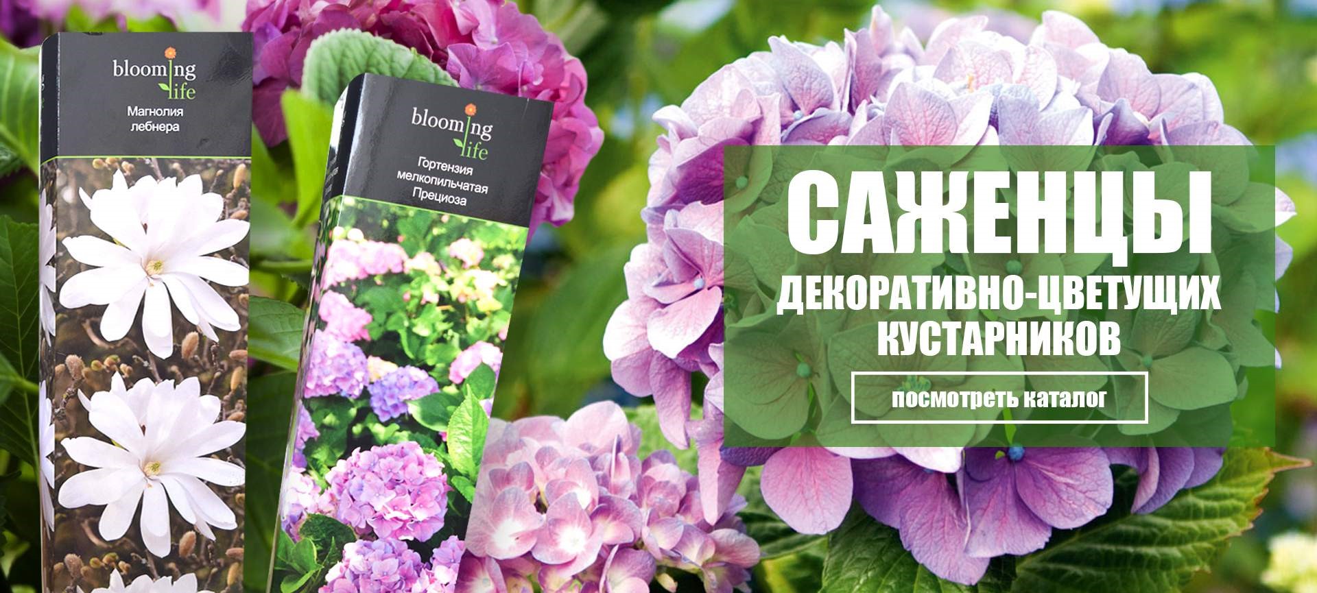 Саженцы декоративных кустарников