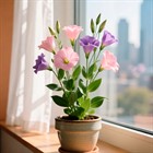 Что лучше: выращивать Эустому из семян или начеренковать прошлогоднюю