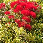 Метросидерос – новогодний гость в горшке из Новой Зеландии