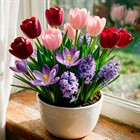 Выгонка луковичных цветов к 8 марта: пошаговый гид со всеми секретами