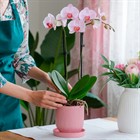 Грунт для орхидей своими руками: рецепты для фаленопсиса, цимбидиума и камбрии