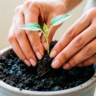 Пикировка рассады: когда и как проводить