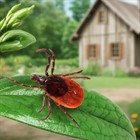 Весенняя обработка дачного участка от клещей