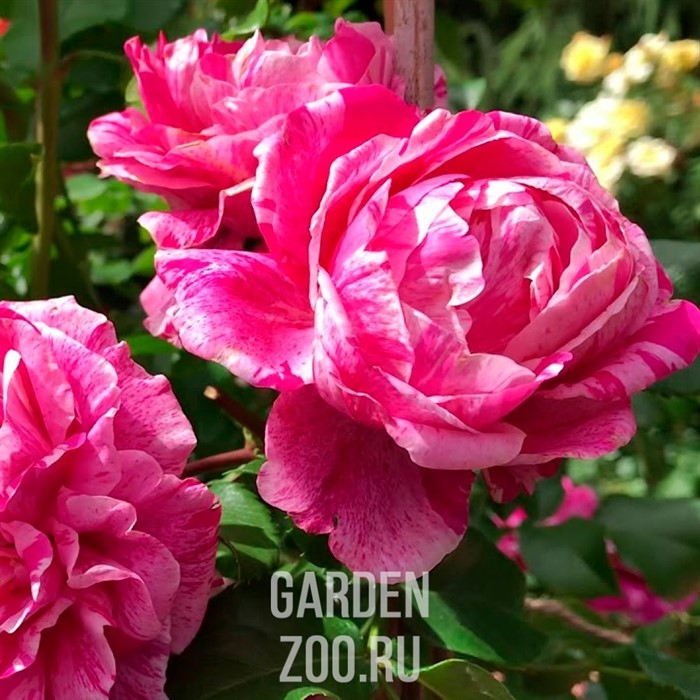 Роза Инес Састр - фото 13545