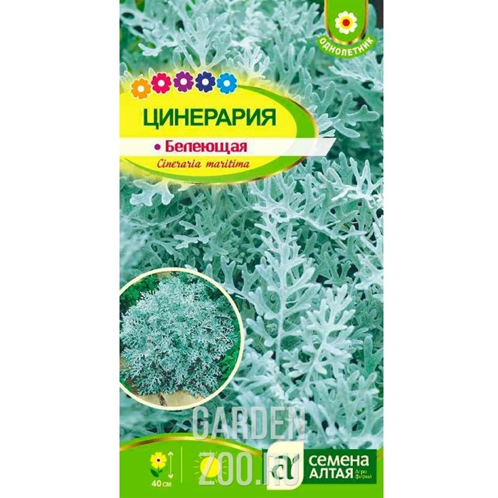 Цинерария Белеющая 0,1гр - фото 16609