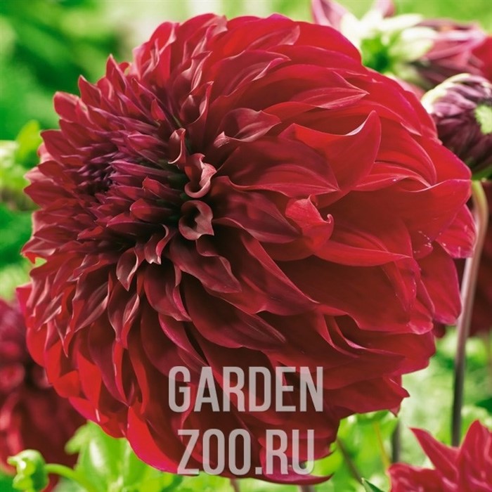 Георгина Декоративная Спартакус - фото 21039