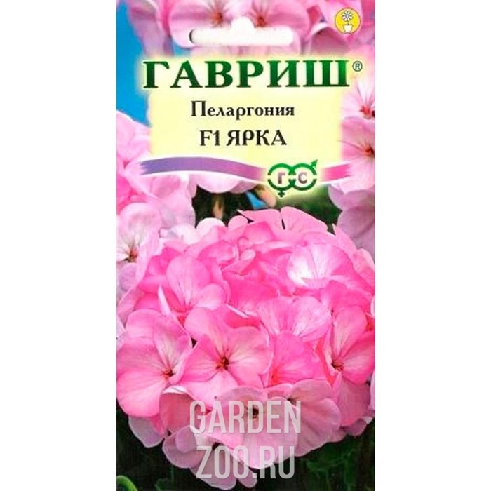 Пеларгония Ярка 4шт - фото 23551