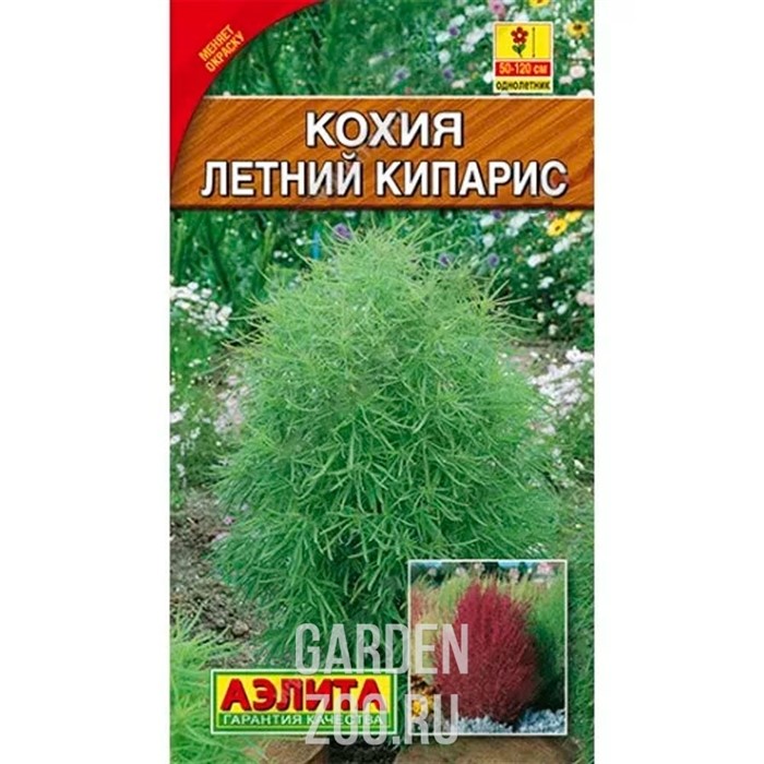 Кохия Летний кипарис - фото 24685