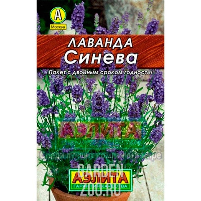 Лаванда Синева Лидер - фото 24767