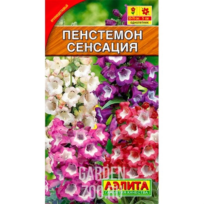 Пенстемон Сенсация - фото 24851