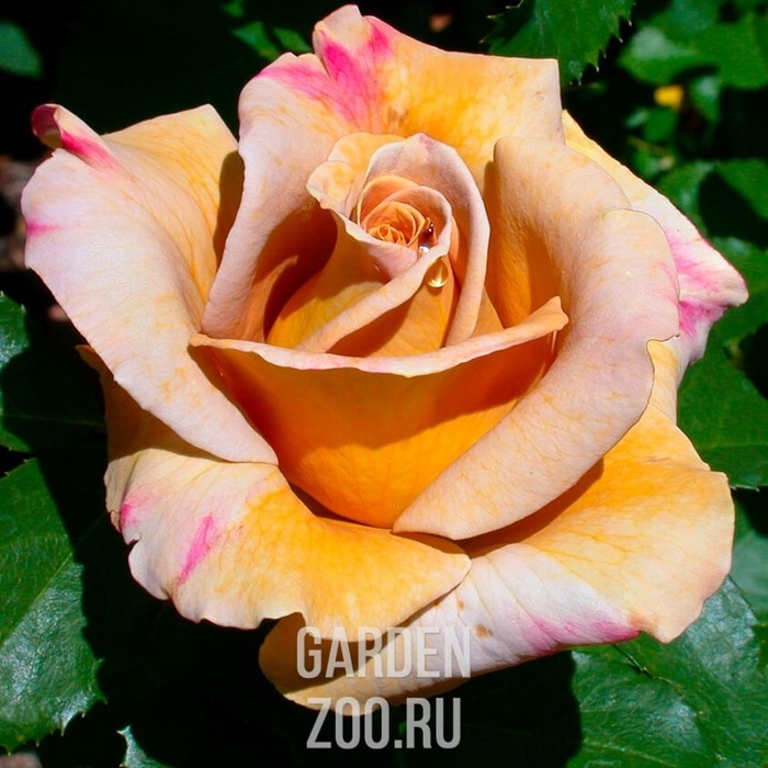 Роза Хани Дижон - фото 26708