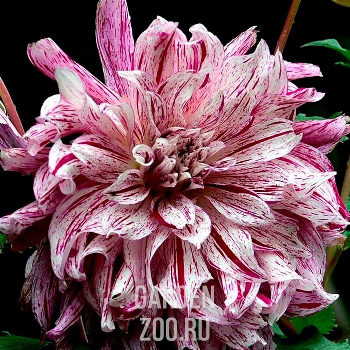 Георгина Декоративная Бристол Страйп - фото 32119