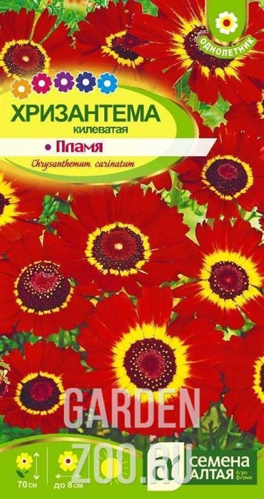 Хризантема Пламя килеватая 0,1гр - фото 34345