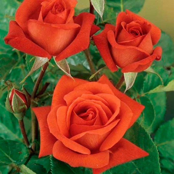 Роза Терракота - фото 47853