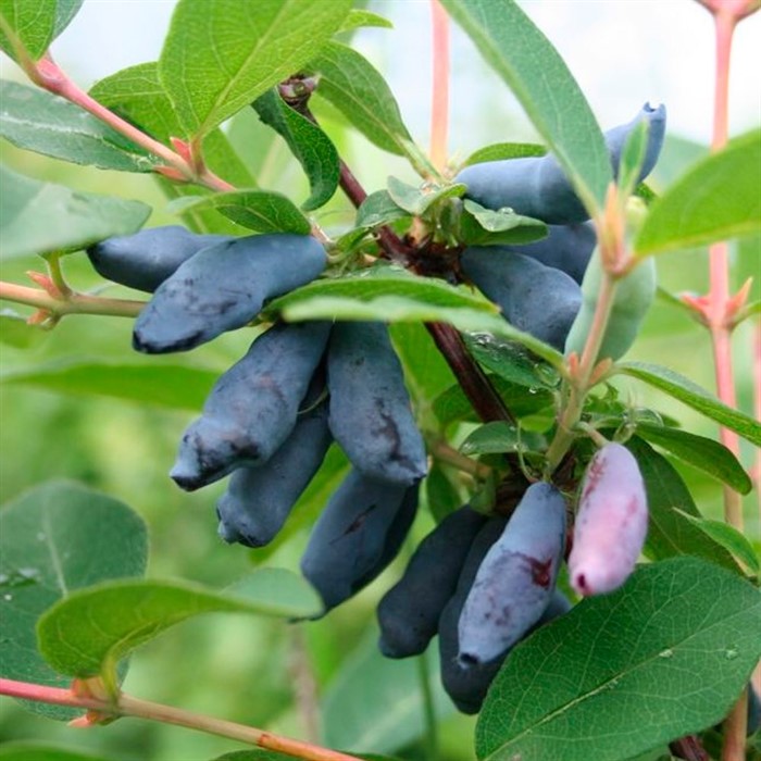 Жимолость Соловей - фото 49168