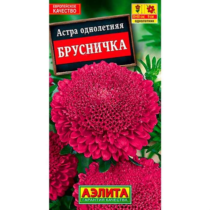 Астра Брусничка - фото 60156