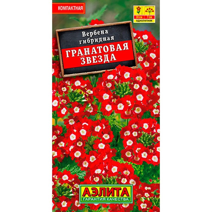 Вербена Гранатовая звезда - фото 61710