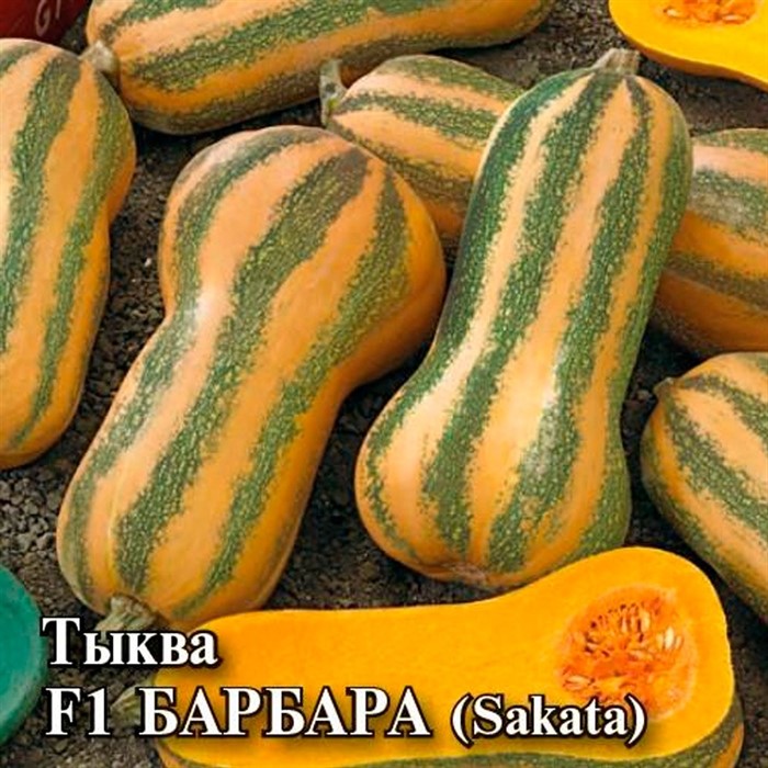 Тыква Барбара 100шт - фото 63106