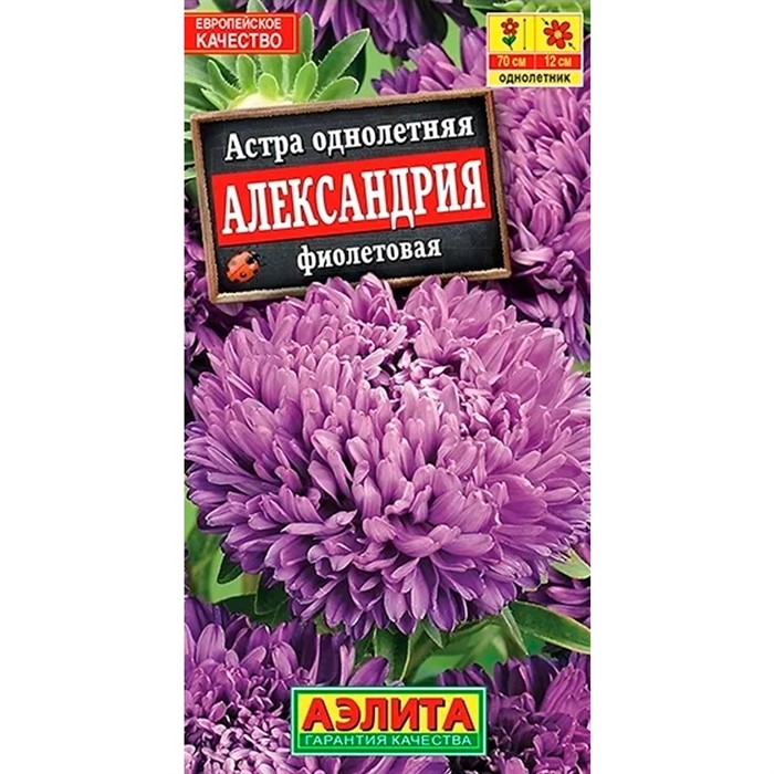Астра Александрия фиолетовая - фото 67303