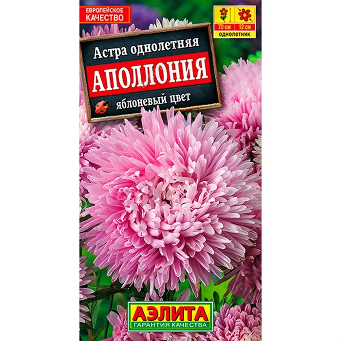 Астра Аполлония яблоневый цвет - фото 67306