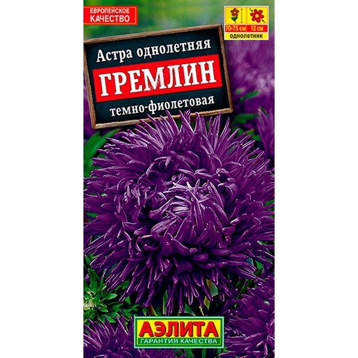 Астра Гремлин тёмно-фиолетовая - фото 67311