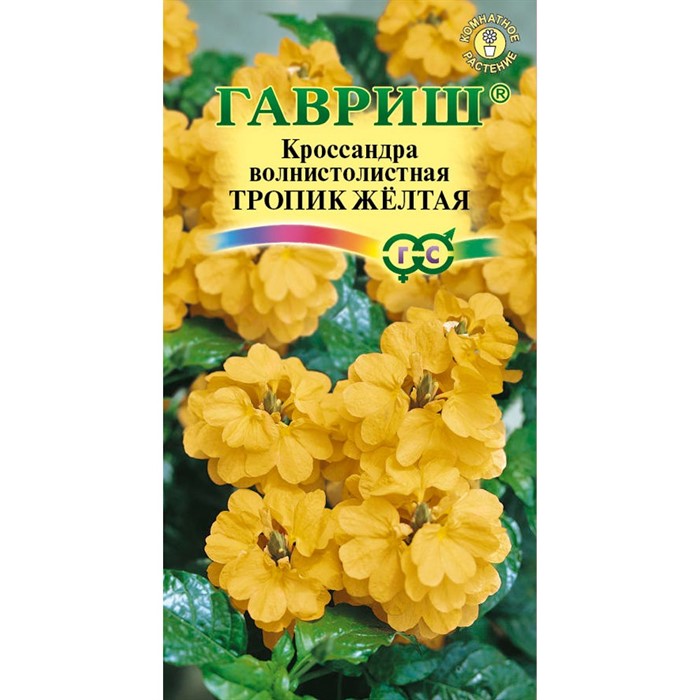 Кроссандра Тропик жёлтая 3шт - фото 67379