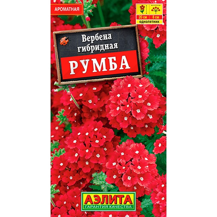 Вербена Румба - фото 70790