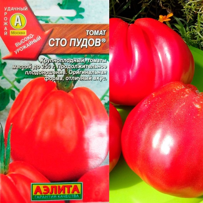 Томат Сто пудов - фото 73218