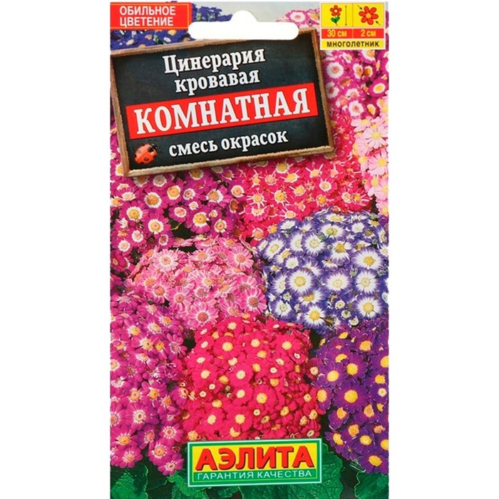 Цинерария комнатная - фото 75648