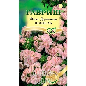 Флокс Шанель 8шт