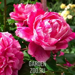 {{productViewItem.photos[photoViewList.activeNavIndex].Alt || productViewItem.photos[photoViewList.activeNavIndex].Description || 'Роза Инес Састр'}}