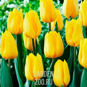 {{productViewItem.photos[photoViewList.activeNavIndex].Alt || productViewItem.photos[photoViewList.activeNavIndex].Description || 'Тюльпан Голден Апельдорн (3)'}}
