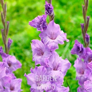 Гладиолус Крупноцветковый Амор Фати (7)