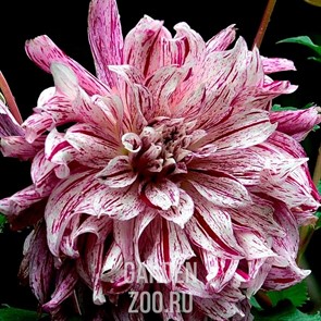 {{productViewItem.photos[photoViewList.activeNavIndex].Alt || productViewItem.photos[photoViewList.activeNavIndex].Description || 'Георгина Декоративная Бристол Страйп'}}