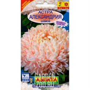 Астра Александрия шамоа