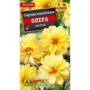 Георгина Опера желтая