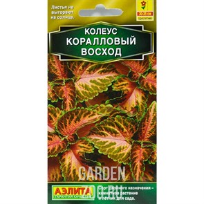 Колеус блюме Коралловый восход