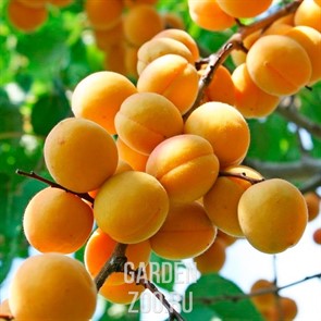 Абрикос Лель