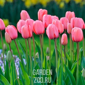 Тюльпан Пинк Импрешн (7)