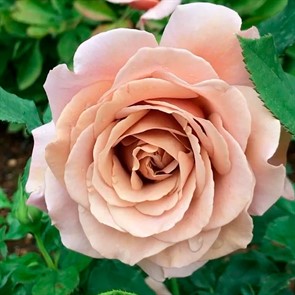 {{productViewItem.photos[photoViewList.activeNavIndex].Alt || productViewItem.photos[photoViewList.activeNavIndex].Description || 'Роза Коко Локо'}}