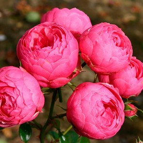 {{productViewItem.photos[photoViewList.activeNavIndex].Alt || productViewItem.photos[photoViewList.activeNavIndex].Description || 'Роза Помпонелла'}}