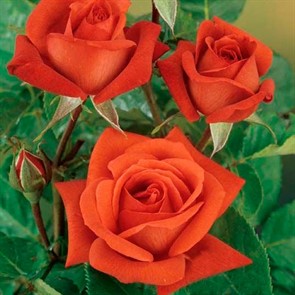 {{productViewItem.photos[photoViewList.activeNavIndex].Alt || productViewItem.photos[photoViewList.activeNavIndex].Description || 'Роза Терракота'}}