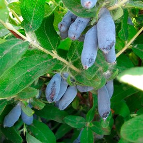 Жимолость Славянка