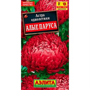 Астра Алые паруса