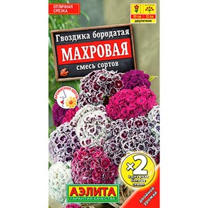 Гвоздика турецкая махровая *2