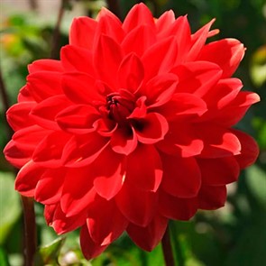 Георгина Декоративная Хитвэйв