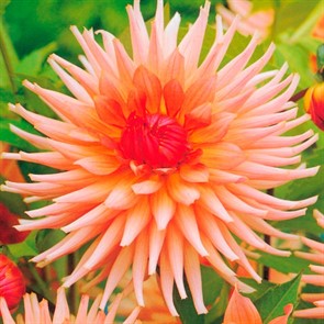 Георгина Кактусовая Преференс