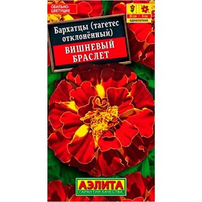 Бархатцы Вишневый браслет